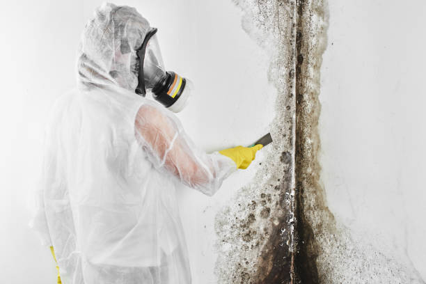 Best Commercial Mold Remediation in Bannockburn, IL