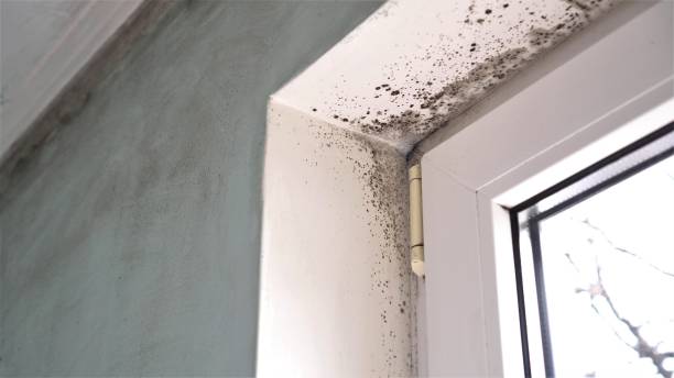 Best Basement Mold Remediation in Bannockburn, IL
