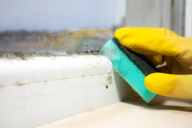 Best Mold Remediation for Schools in Bannockburn, IL
