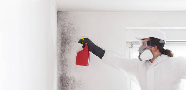 Best Residential Mold Remediation in Bannockburn, IL