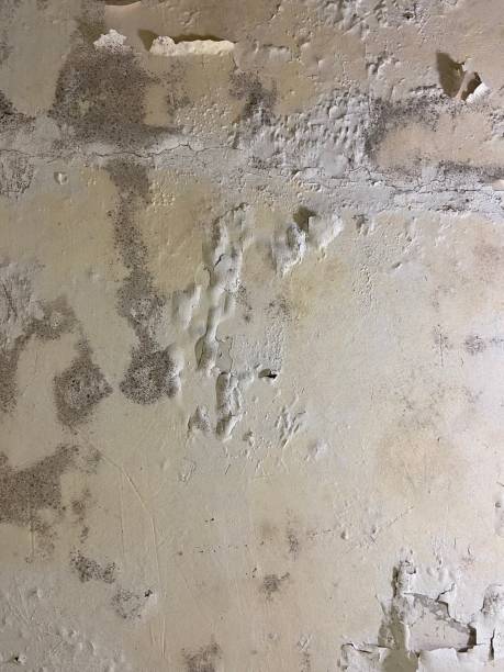 Best Health and Safety Mold Remediation in Bannockburn, IL