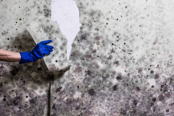 Best Insurance-Related Mold Remediation in Bannockburn, IL