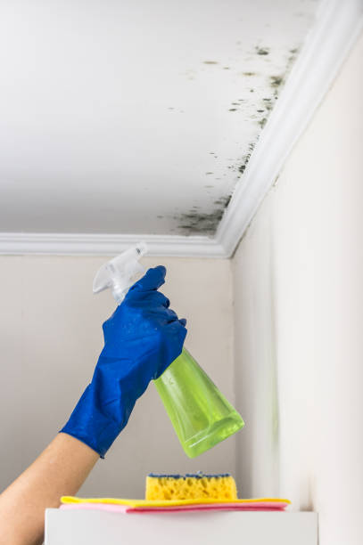 Best HVAC Mold Remediation in Bannockburn, IL